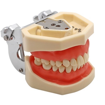 Dental Set Jaw and Teeth