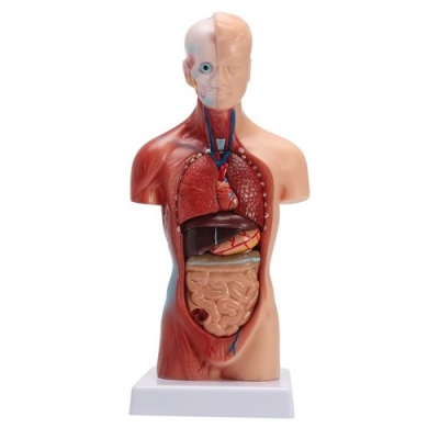 Medical Anatomy Models