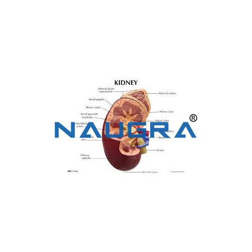 Human Kidney Model