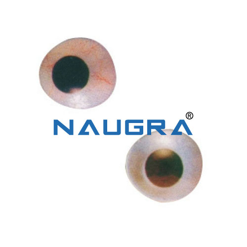 Artificial Eye from India