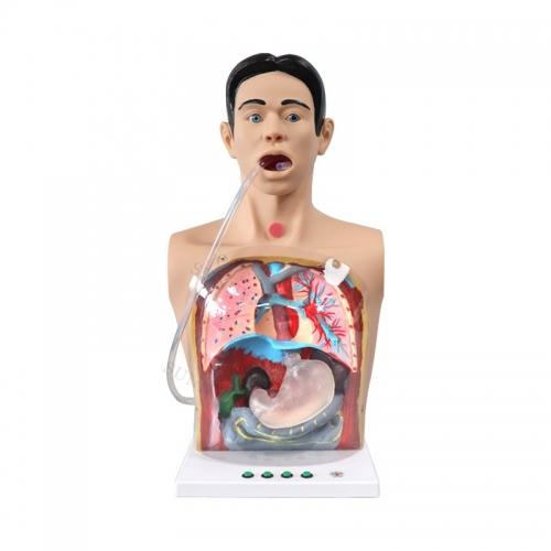 Advance Transparent Gastric Lavage Simulator Manikin