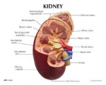 Human Kidney Model